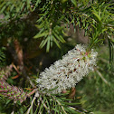 Unknown Bottlebrush