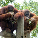 Orangutan
