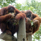 Orangutan