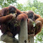 Orangutan