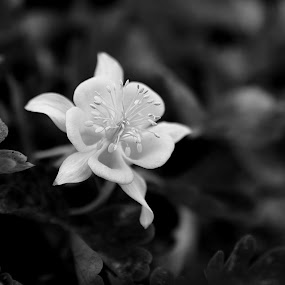 by Brian Robinson - Nature Up Close Flowers