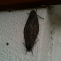 Forage Looper Moths
