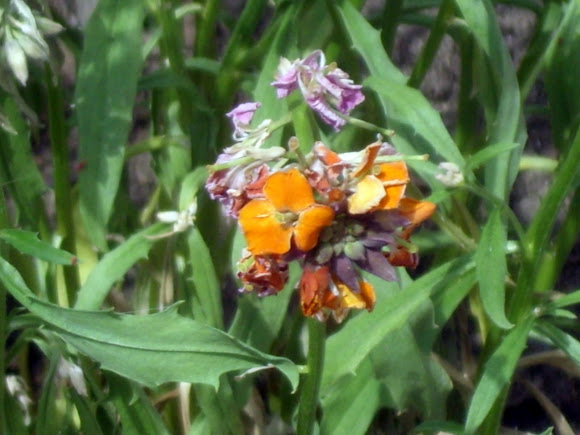 Spotting Image 1