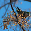 "Melia azedarach" tree and seeds