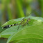 Eastern Pondhawk        Female