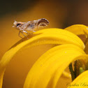 Delphacid Planthopper