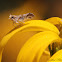 Delphacid Planthopper