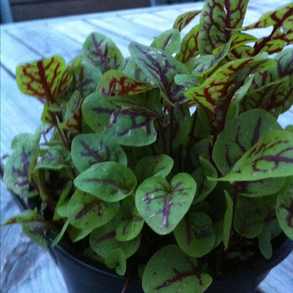 Spotting Image 1