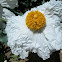 Matilija Poppy