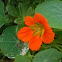 wild flower