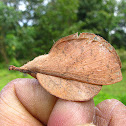 lappet moth