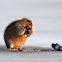 Muskrat