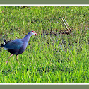 Purple Moorhens