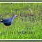 Purple Moorhens