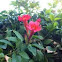 Blood-red trumpet vine