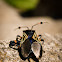 Giant Mesquite Bug