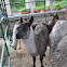 Llamas