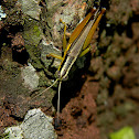 grasshopper
