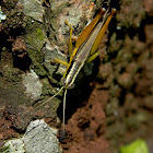 grasshopper