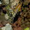 grasshopper