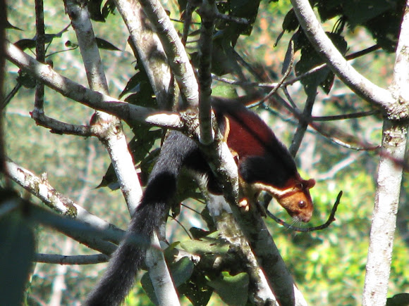 Spotting Image 1