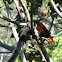 Malabar Giant Squirrel