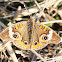 Buckeye Butterfly