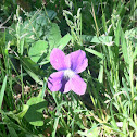 Violet