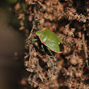 Stink Bug