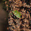 Stink Bug