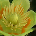 Tulip Tree