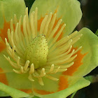 Tulip Tree