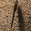 Green Darner