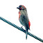 House Finch