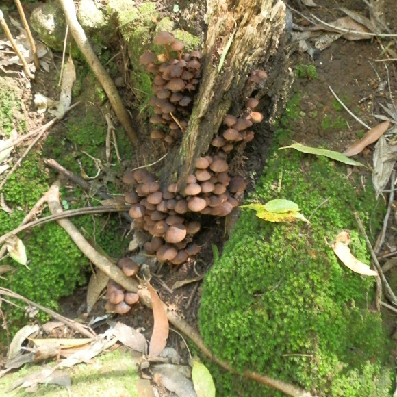 Spotting Image 1
