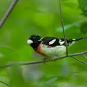 Rose-breasted Grosbeak