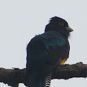 ViolaceousTrogon