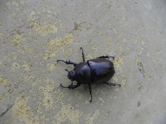 Spotting Image 1