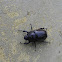 rhinoceros beetle