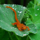 Red Spotted Newt