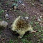 Porcupine