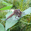 Giant Robber Fly