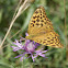 Silver-washed Fritillary