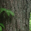 Hemlock