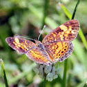 Pearl Crescent