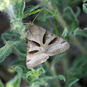 Forage Looper