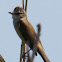 Great Reed Warbler; Carricero Tordal