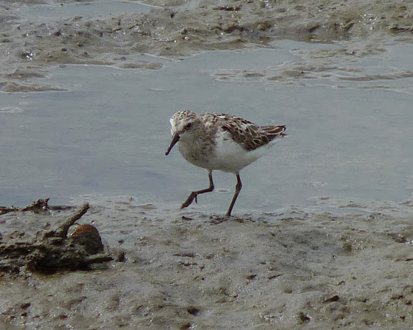 Spotting Image 1