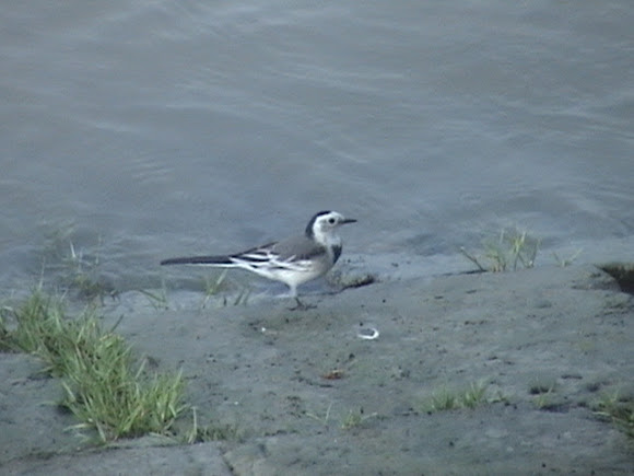 Spotting Image 1