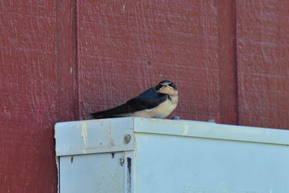 Spotting Image 1